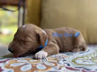 Buddy, a male Goldendoodle for sale in Vassar, KS – 5 of 6
