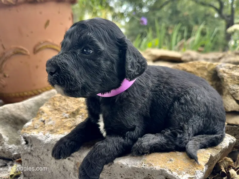 Maple – Goldendoodle puppy for sale in Vassar, KS