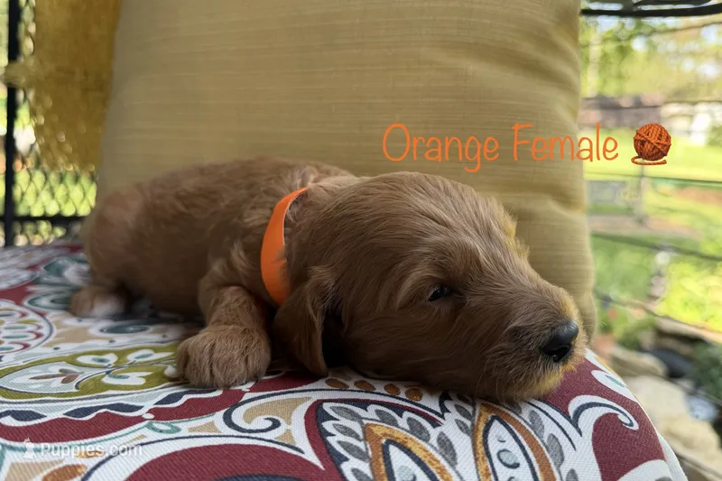 Penny – Goldendoodle puppy for sale in Vassar, KS