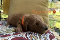 Penny, a female Goldendoodle for sale in Vassar, KS – 1 of 6