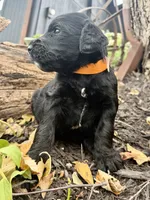 Copper, a male Goldendoodle for sale in Vassar, KS – 4 of 4
