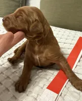 Cadet, a male Goldendoodle for sale in Vassar, KS – Photo 5 of 6