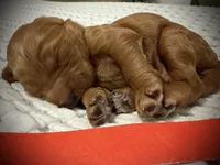 Cadet, a male Goldendoodle for sale in Vassar, KS – Photo 2 of 6