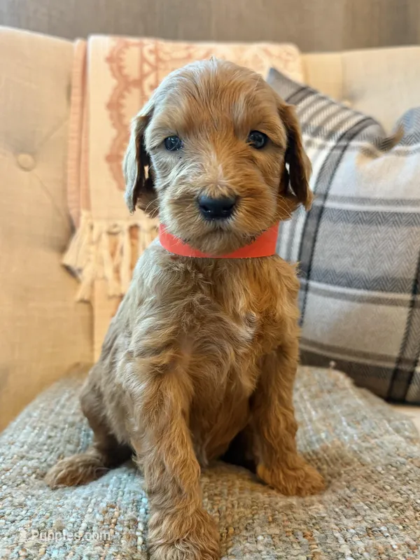 Cadet – Goldendoodle puppy for sale in Vassar, KS