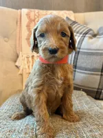 Cadet, a male Goldendoodle for sale in Vassar, KS – 1 of 4