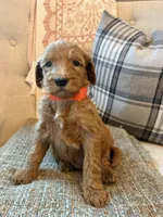 Cadet, a male Goldendoodle for sale in Vassar, KS – 4 of 4