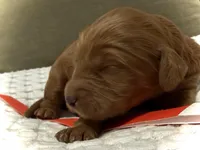 Cadet, a male Goldendoodle for sale in Vassar, KS – Photo 3 of 6