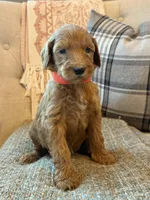 Cadet, a male Goldendoodle for sale in Vassar, KS – 3 of 4