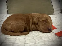 Cadet, a male Goldendoodle for sale in Vassar, KS – Photo 6 of 6