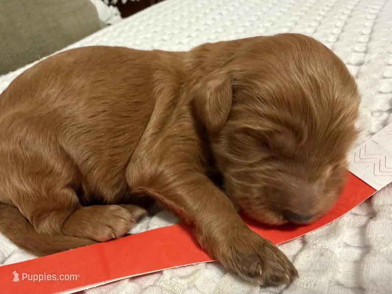 Cadet – Goldendoodle puppy for sale in Vassar, KS