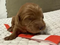 Cadet, a male Goldendoodle for sale in Vassar, KS – Photo 4 of 6