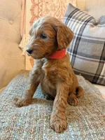 Cadet, a male Goldendoodle for sale in Vassar, KS – 2 of 4