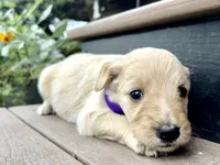 Hazel, a female Goldendoodle for sale in Vassar, KS – 2 of 4