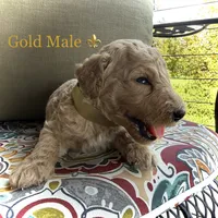 Scout, a male Goldendoodle for sale in Vassar, KS – 2 of 6