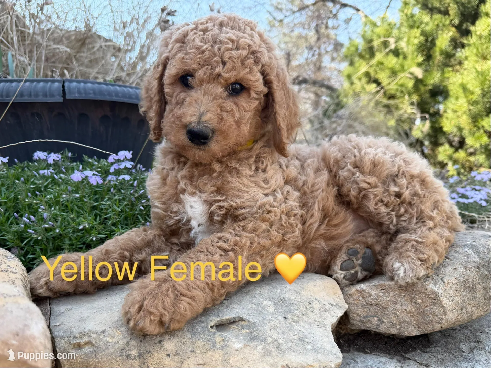 Lanie – Poodle - Standard  puppy for sale in Vassar, KS