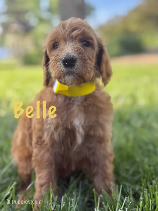 Belle – Goldendoodle puppy for sale in Vassar, KS