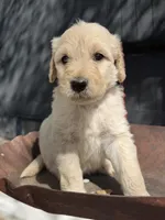 Hickory, a male Goldendoodle for sale in Vassar, KS – 2 of 5