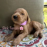 Rose, a female Goldendoodle for sale in Vassar, KS – 4 of 6