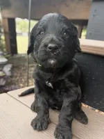 Rusty, a male Goldendoodle for sale in Vassar, KS – 4 of 4