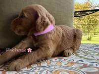 Rose, a female Goldendoodle for sale in Vassar, KS – 5 of 6