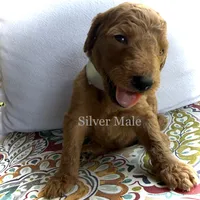 Chip, a male Goldendoodle for sale in Vassar, KS – 1 of 6