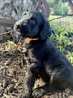 Copper, a male Goldendoodle for sale in Vassar, KS – 5 of 5