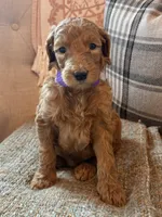 Star, a female Goldendoodle for sale in Vassar, KS – 4 of 4