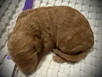 Star, a female Goldendoodle for sale in Vassar, KS – Photo 5 of 6