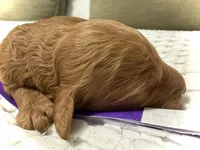 Star, a female Goldendoodle for sale in Vassar, KS – Photo 4 of 6