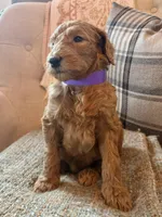 Star, a female Goldendoodle for sale in Vassar, KS – 2 of 4