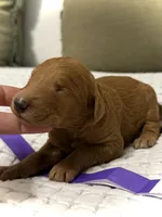 Star, a female Goldendoodle for sale in Vassar, KS – Photo 3 of 6