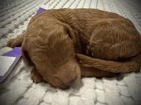 Star, a female Goldendoodle for sale in Vassar, KS – Photo 6 of 6