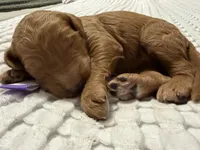 Star, a female Goldendoodle for sale in Vassar, KS – Photo 2 of 6