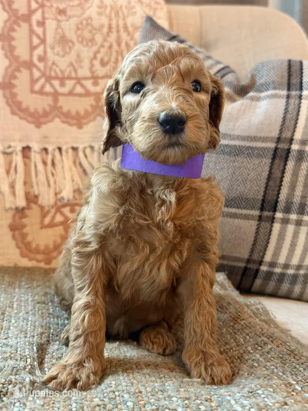 Star – Goldendoodle puppy for sale in Vassar, KS