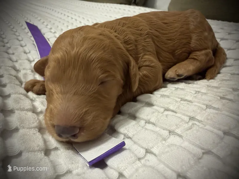 Star – Goldendoodle puppy for sale in Vassar, KS