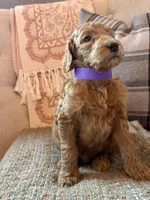 Star, a female Goldendoodle for sale in Vassar, KS – 3 of 4