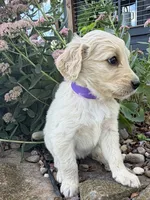 Hazel, a female Goldendoodle for sale in Vassar, KS – 3 of 5