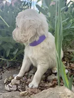Hazel, a female Goldendoodle for sale in Vassar, KS – 5 of 5