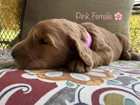 Rose, a female Goldendoodle for sale in Vassar, KS – 3 of 6