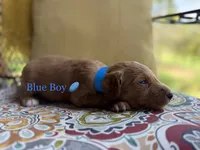 Buddy, a male Goldendoodle for sale in Vassar, KS – 4 of 6