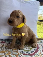 Sunny, a female Goldendoodle for sale in Vassar, KS – 5 of 6