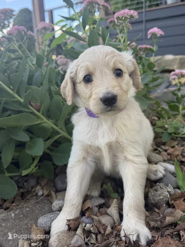 Hazel – Goldendoodle puppy for sale in Vassar, KS