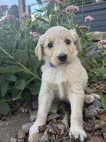 Hazel, a female Goldendoodle for sale in Vassar, KS – 1 of 5