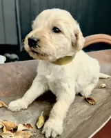 Hickory, a male Goldendoodle for sale in Vassar, KS – 3 of 4