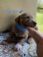 Buddy, a male Goldendoodle for sale in Vassar, KS – 3 of 6