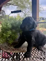 Ember, a male Goldendoodle for sale in Vassar, KS – 3 of 4