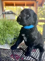 Ember, a male Goldendoodle for sale in Vassar, KS – 5 of 5