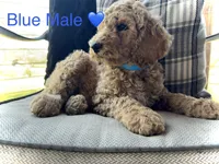 Liam, a male Poodle - Standard  for sale in Vassar, KS – Photo 1 of 5