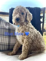 Liam, a male Poodle - Standard  for sale in Vassar, KS – Photo 4 of 5
