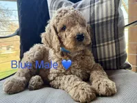 Liam, a male Poodle - Standard  for sale in Vassar, KS – Photo 2 of 5